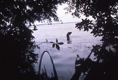 Drums along the Congo: On the Trail of Mokele-Mbembe, the Last Living  Dinosaur